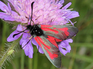 Zygaena minos  Bibernell-Widderchen