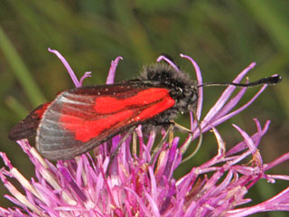 Zygaena minos  Bibernell-Widderchen