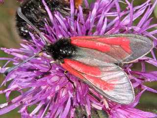 Zygaena minos  Bibernell-Widderchen
