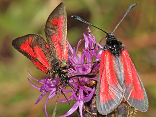 Zygaena purpuralis  Thymian-Widderchen