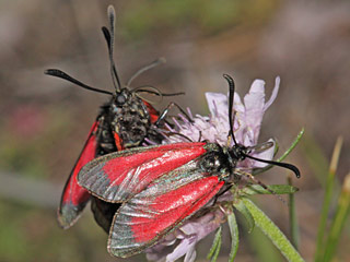 Zygaena purpuralis  Thymian-Widderchen