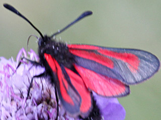 Thymian-Widderchen Bibernell-Widderchen Zygaena purpuralis / minos Transparent Burnet