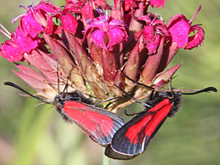 Thymian-Widderchen Bibernell-Widderchen Zygaena purpuralis / minos Transparent Burnet