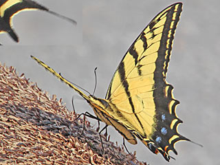 Papilio multicaudata  multicaudatus  Two-tailed swallowtail