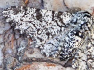 Biston betularia Birkenspanner Peppered Moth