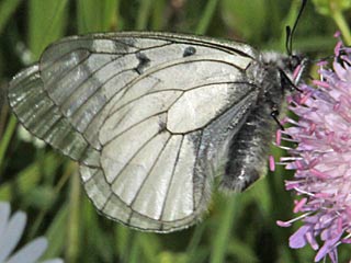 Schwarzer Apollo  Parnassius mnemosyne Clouded Apollo