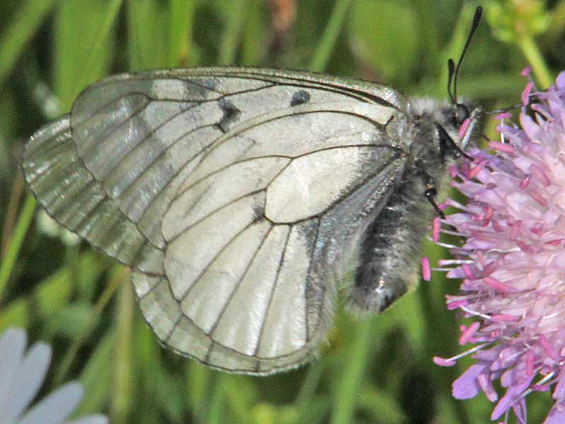 Schwarzer Apollo  Parnassius mnemosyne Clouded Apollo