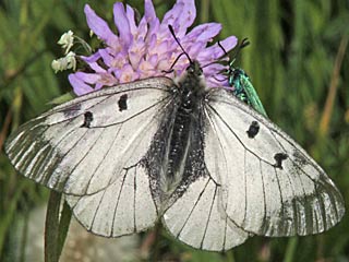 Schwarzer Apollo  Parnassius mnemosyne Clouded Apollo