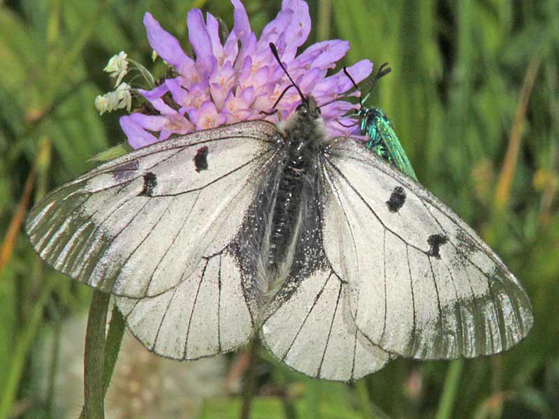 Schwarzer Apollo  Parnassius mnemosyne Clouded Apollo