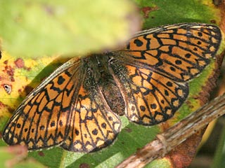 Randring-Perlmutterfalter Boloria ( Proclossiana ) eunomia Bog Fritillary