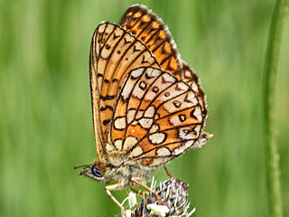 Randring-Perlmutterfalter Boloria ( Proclossiana ) eunomia Bog Fritillary