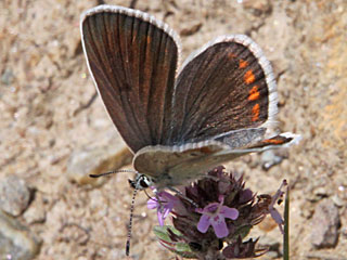 Mnnchen Wundklee-Bluling Polyommatus dorylas Turquoise Blue