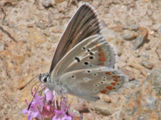 Mnnchen Wundklee-Bluling Polyommatus dorylas Turquoise Blue