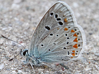 Mnnchen Wundklee-Bluling Polyommatus dorylas Turquoise Blue