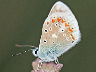 Mnnchen Wundklee-Bluling Polyommatus dorylas Turquoise Blue