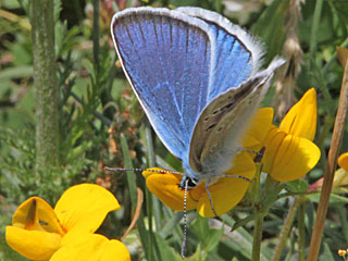 Mnnchen Wundklee-Bluling Polyommatus dorylas Turquoise Blue