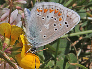 Mnnchen Wundklee-Bluling Polyommatus dorylas Turquoise Blue