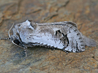 Parahypopta caestrum  Spargelbohrer  Zwiebelbohrer
