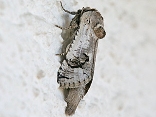 Parahypopta caestrum  Spargelbohrer  Zwiebelbohrer