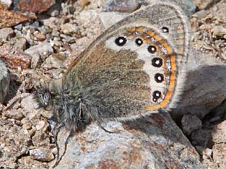 Alpen-Wiesenvgelchen Coenonympha gardetta Alpine Heath Darwins Wiesenvgelchen  darwiniana