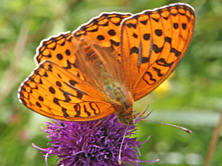  Feuriger Perlmutterfalter Mrzveilchen-Perlmutterfalter Argynnis adippe Fabriciana  High Brown Fritillary