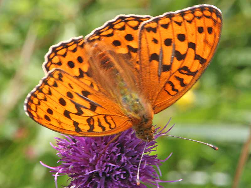 Mrzveilchen-Perlmutterfalter Feuriger Perlmutterfalter Argynnis adippe High Brown Fritillary