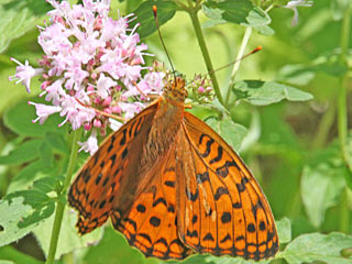  Feuriger Perlmutterfalter Mrzveilchen-Perlmutterfalter Argynnis adippe Fabriciana  High Brown Fritillary