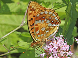  Feuriger Perlmutterfalter Mrzveilchen-Perlmutterfalter Argynnis adippe Fabriciana  High Brown Fritillary