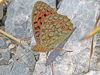  Feuriger Perlmutterfalter Mrzveilchen-Perlmutterfalter Argynnis adippe Fabriciana  High Brown Fritillary