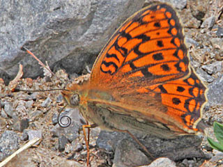  Feuriger Perlmutterfalter Mrzveilchen-Perlmutterfalter Argynnis adippe Fabriciana  High Brown Fritillary