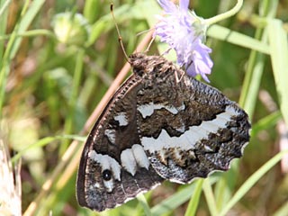 Weier Waldportier Brintesia ( Aulocera ) circe Great Banded Grayling