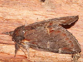 Dromedar-Zahnspinner  Notodonta dromedarius  Iron Prominent