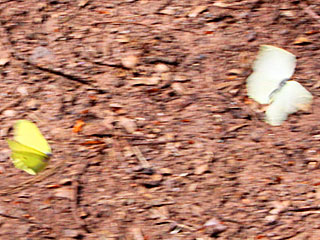 Zitronenfalter Brimstone Gonepteryx rhamni