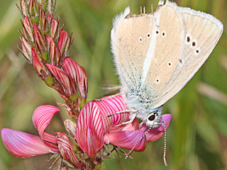 Polyommatus damon Weidolch-Bluling  Groer Esparsettenbluling Damon Blue