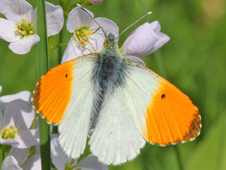 Aurorafalter, mnnlich Anthocharis cardamines Orange Tip 