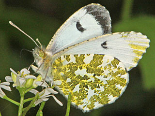 Aurorafalter, weiblich Anthocharis cardamines Orange Tip 