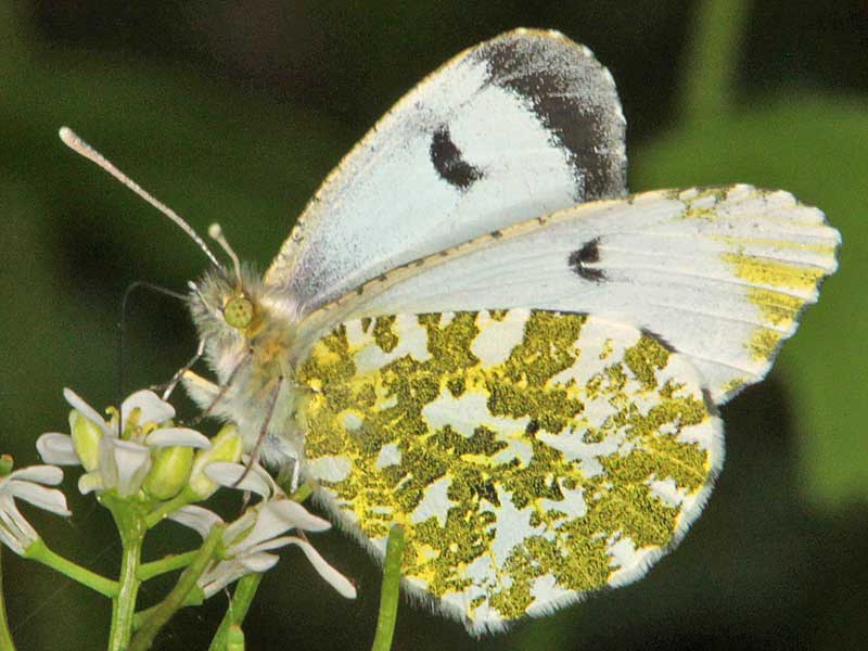 Aurorafalter Anthocharis cardamines Orange Tip