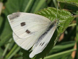 Kleiner Kohlweiling  Pieris rapae  Small White