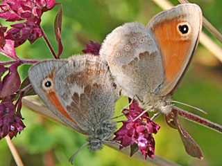 Coenonympha pamphilus  Kleines Wiesenvgelchen Small Heath