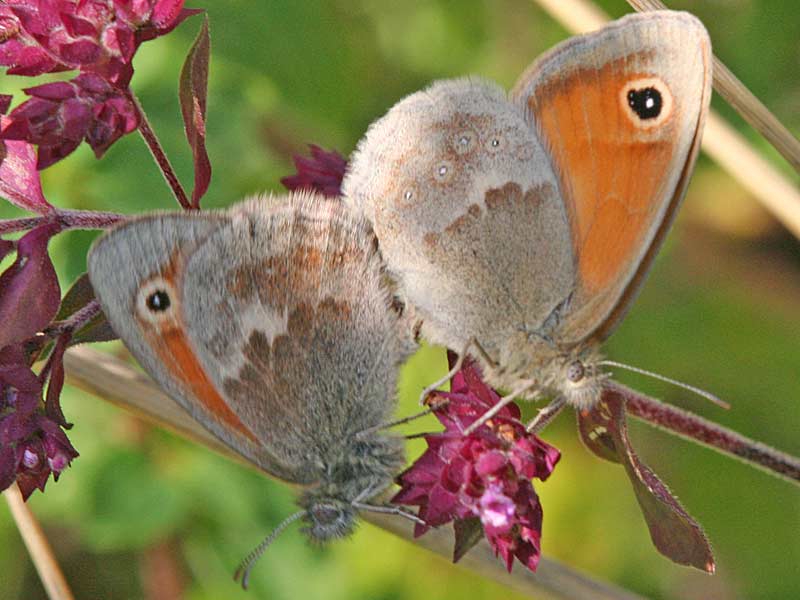 Coenonympha pamphilus  Kleines Wiesenvgelchen Small Heath