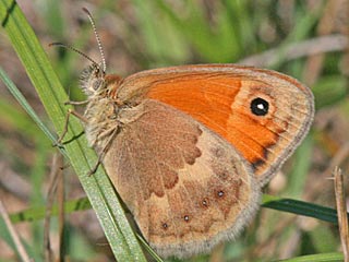 Coenonympha pamphilus  Kleines Wiesenvgelchen Small Heath