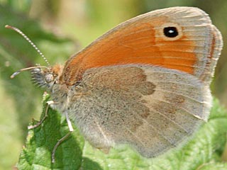 Coenonympha pamphilus  Kleines Wiesenvgelchen Small Heath