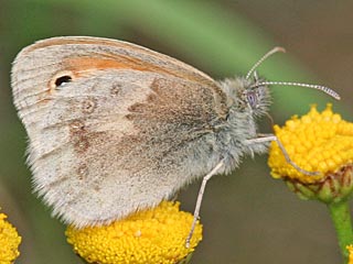 Coenonympha pamphilus  Kleines Wiesenvgelchen Small Heath