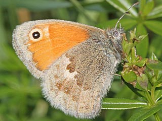 Coenonympha pamphilus  Kleines Wiesenvgelchen Small Heath