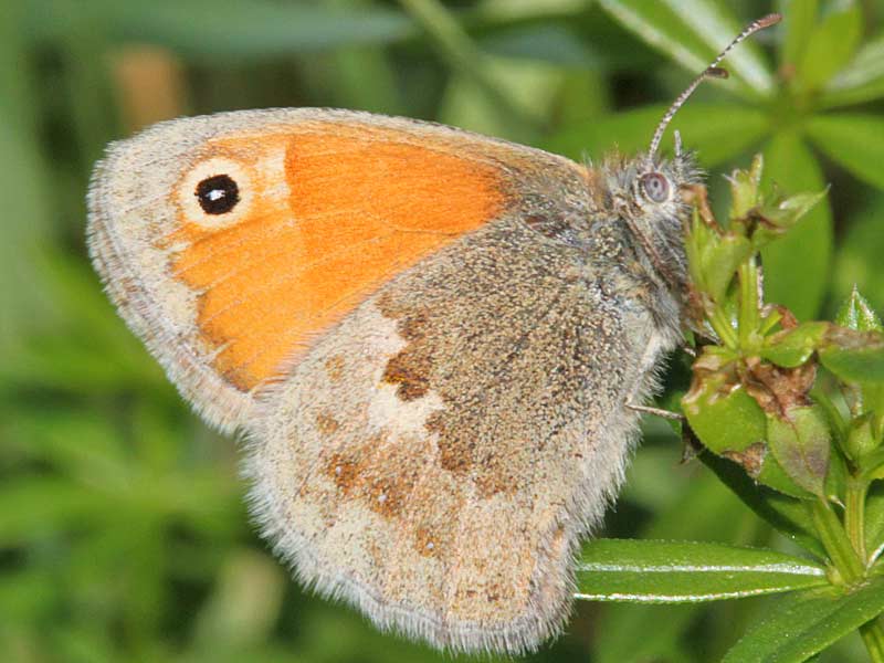 Coenonympha pamphilus  Kleines Wiesenvgelchen Small Heath