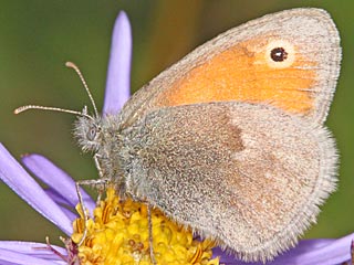 Coenonympha pamphilus  Kleines Wiesenvgelchen Small Heath