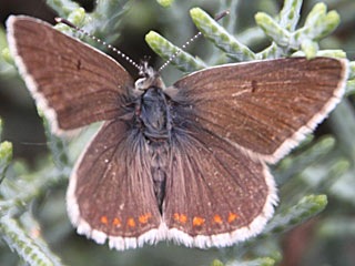 Groer Sonnenrschen-Bluling Aricia artaxerxes Northern Brown Argus