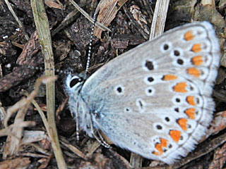 Groer Sonnenrschen-Bluling Aricia artaxerxes Northern Brown Argus