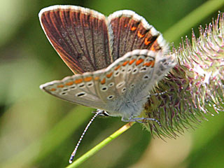 Groer Sonnenrschen-Bluling Aricia artaxerxes Northern Brown Argus