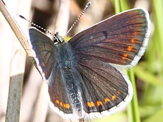 Groer Sonnenrschen-Bluling Aricia artaxerxes Northern Brown Argus
